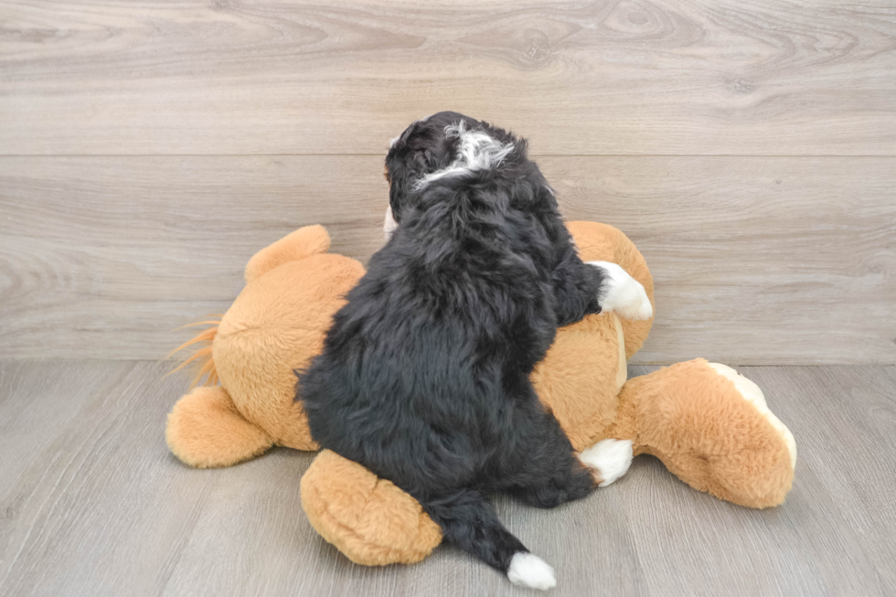Mini Bernedoodle Puppy for Adoption