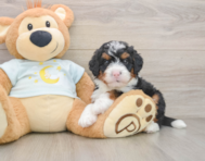 7 week old Mini Bernedoodle Puppy For Sale - Simply Southern Pups
