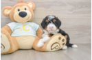 Best Mini Bernedoodle Baby