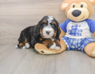 7 week old Mini Bernedoodle Puppy For Sale - Simply Southern Pups