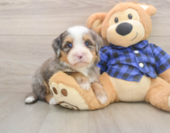 7 week old Mini Bernedoodle Puppy For Sale - Simply Southern Pups