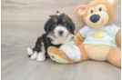 Mini Bernedoodle Puppy for Adoption