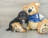 8 week old Mini Bernedoodle Puppy For Sale - Simply Southern Pups