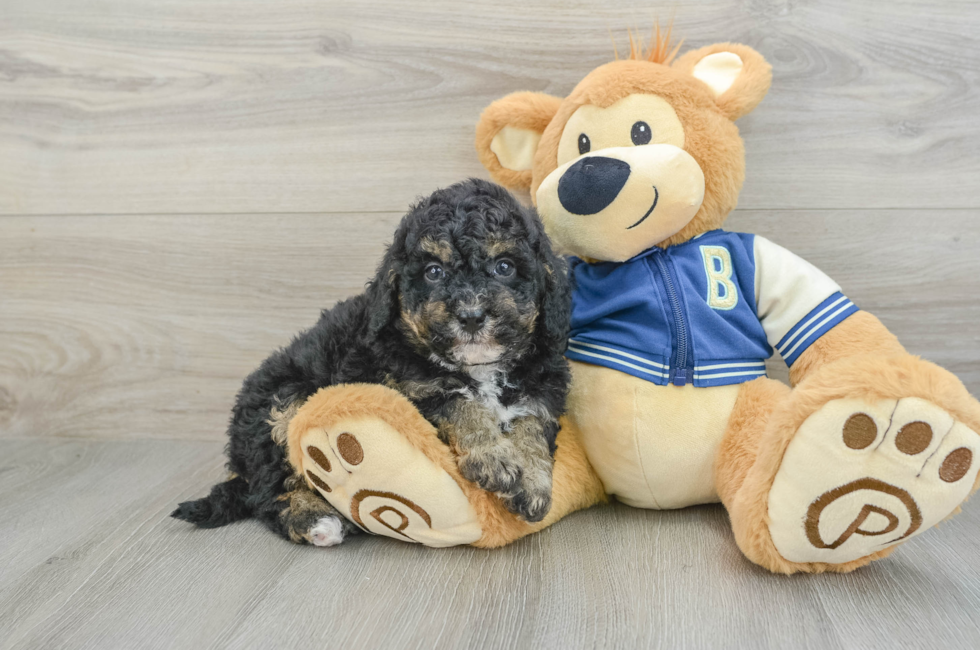 5 week old Mini Bernedoodle Puppy For Sale - Simply Southern Pups