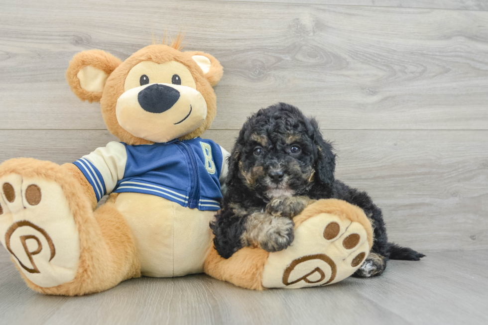 Small Mini Bernedoodle Baby