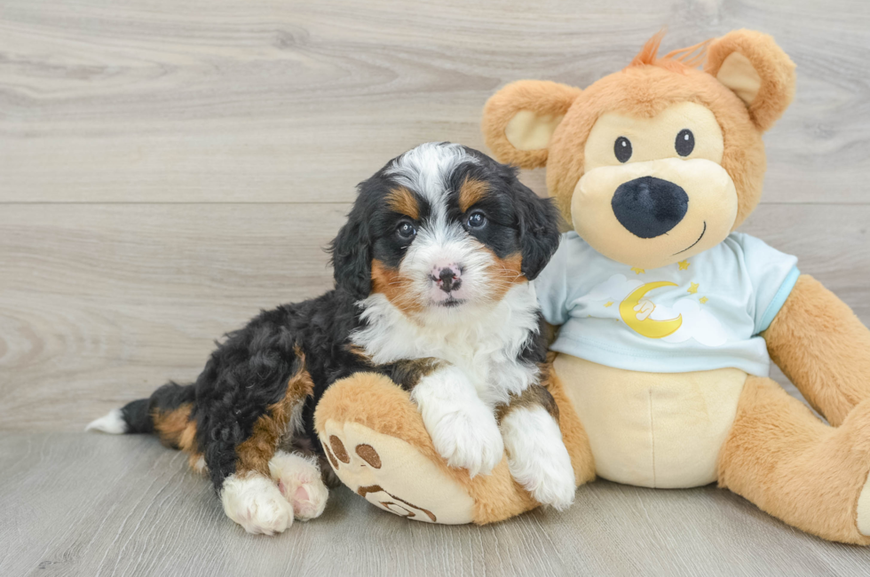 6 week old Mini Bernedoodle Puppy For Sale - Simply Southern Pups