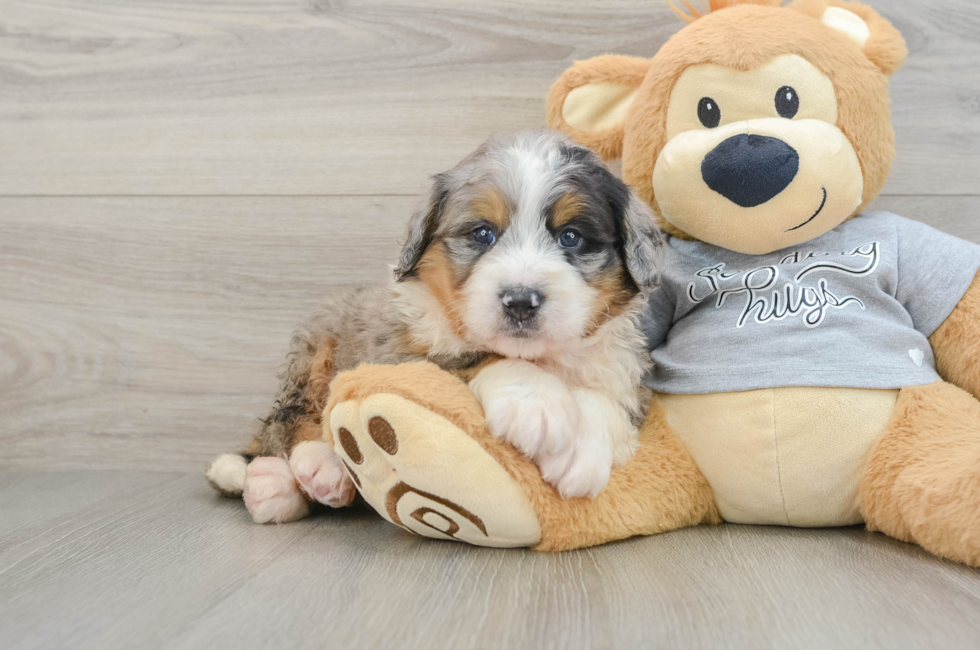 5 week old Mini Bernedoodle Puppy For Sale - Simply Southern Pups