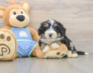 6 week old Mini Bernedoodle Puppy For Sale - Simply Southern Pups