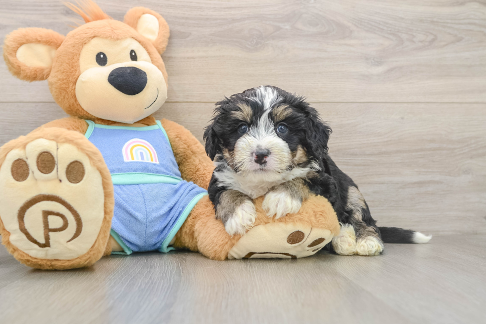 Cute Mini Bernedoodle Baby