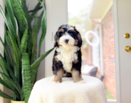 8 week old Mini Bernedoodle Puppy For Sale - Simply Southern Pups