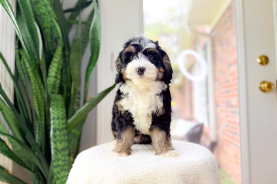 Cute Mini Bernedoodle Poodle Mix Pup