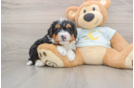 Mini Bernedoodle Puppy for Adoption