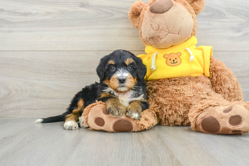 Best Mini Bernedoodle Baby