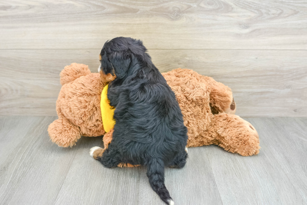 Mini Bernedoodle Pup Being Cute