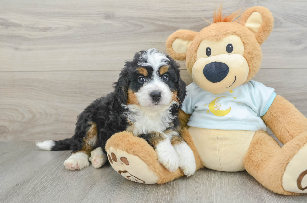 6 week old Mini Bernedoodle Puppy For Sale - Simply Southern Pups