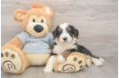 Fluffy Mini Bernedoodle Poodle Mix Pup