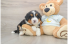 Popular Mini Bernedoodle Poodle Mix Pup