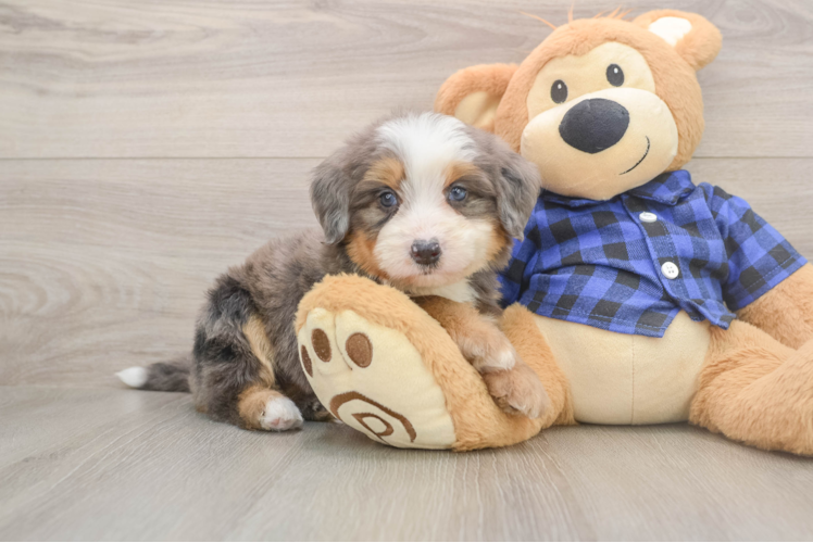 Best Mini Bernedoodle Baby