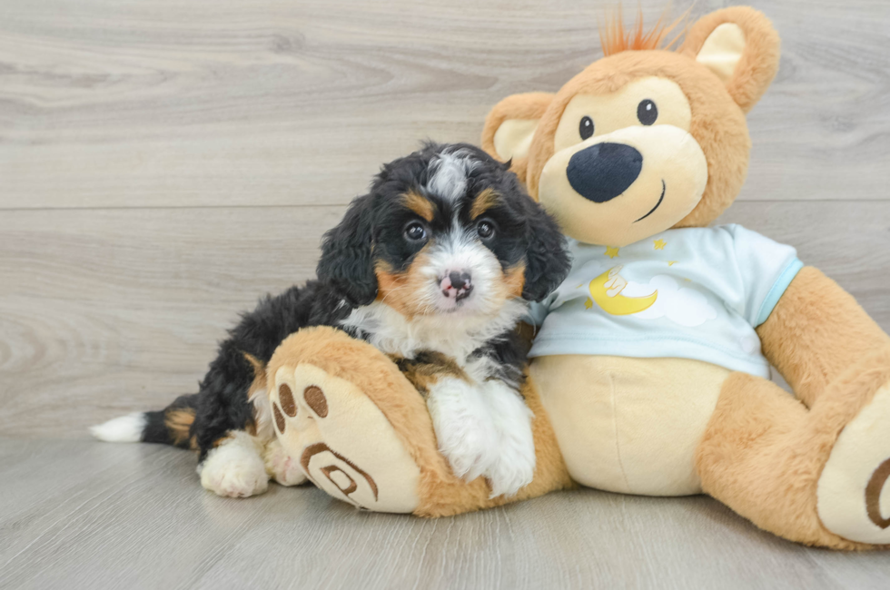 6 week old Mini Bernedoodle Puppy For Sale - Simply Southern Pups