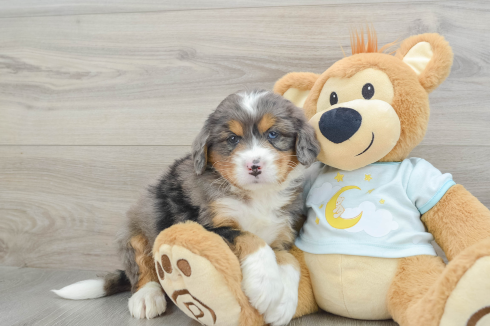 Little Bernadoodle Poodle Mix Puppy