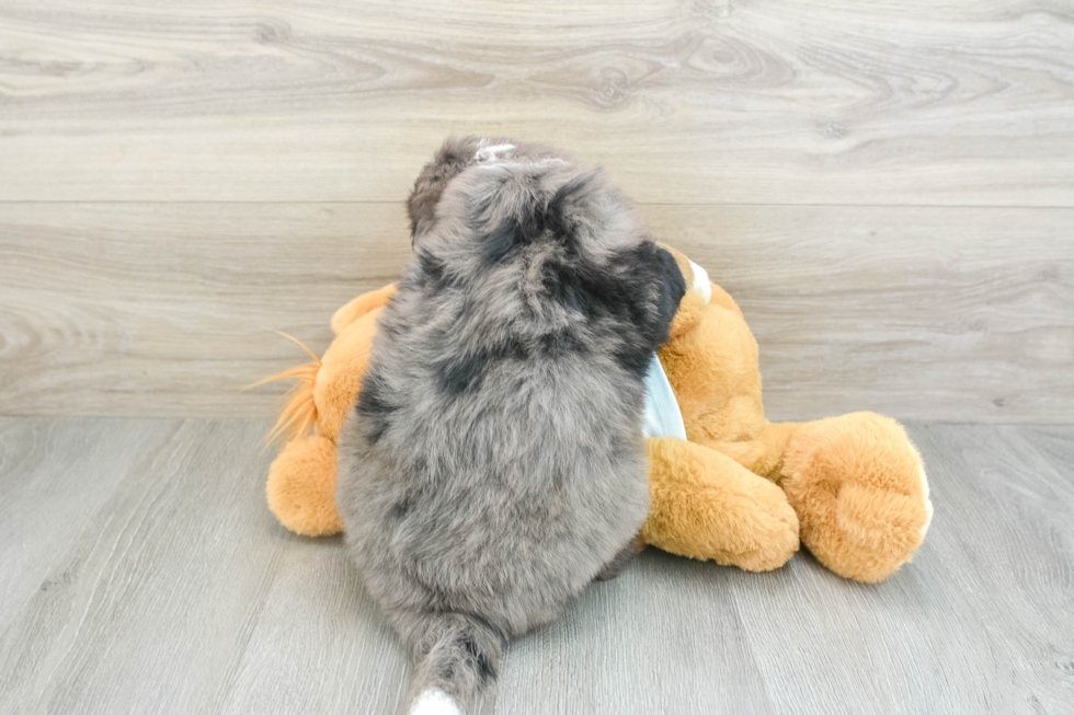 Best Mini Bernedoodle Baby