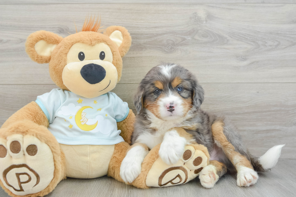 Best Mini Bernedoodle Baby