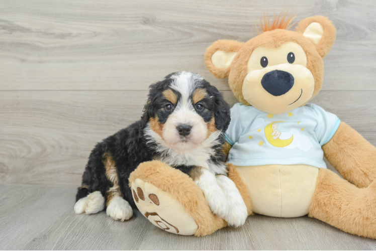 Hypoallergenic Mini Berniedoodle Poodle Mix Puppy