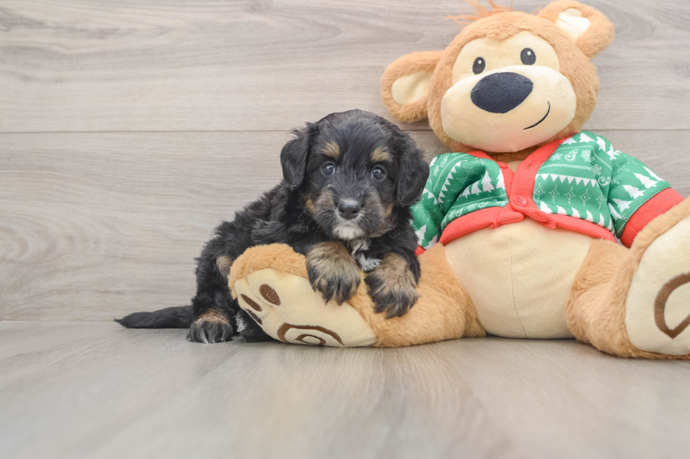 Adorable Mini Bernesepoo Poodle Mix Puppy