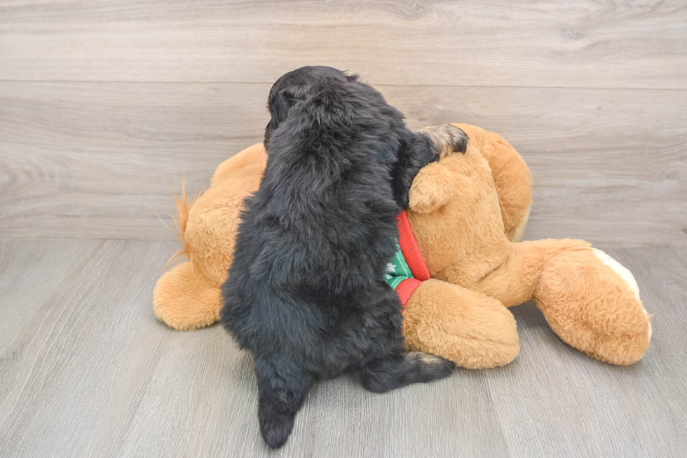 Petite Mini Bernedoodle Poodle Mix Pup