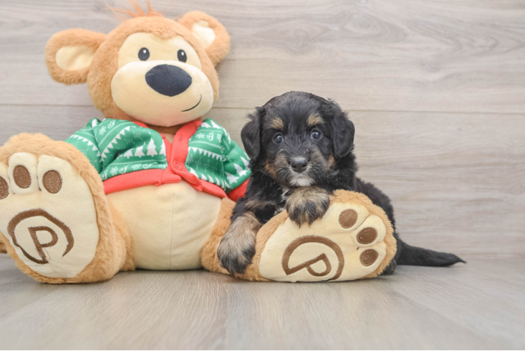 Mini Bernedoodle Puppy for Adoption