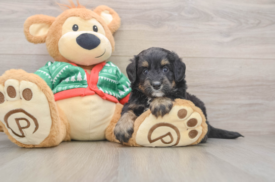 Mini Bernedoodle Puppy for Adoption