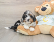 7 week old Mini Bernedoodle Puppy For Sale - Simply Southern Pups