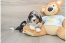 Mini Bernedoodle Puppy for Adoption