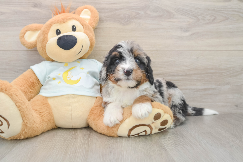 Best Mini Bernedoodle Baby