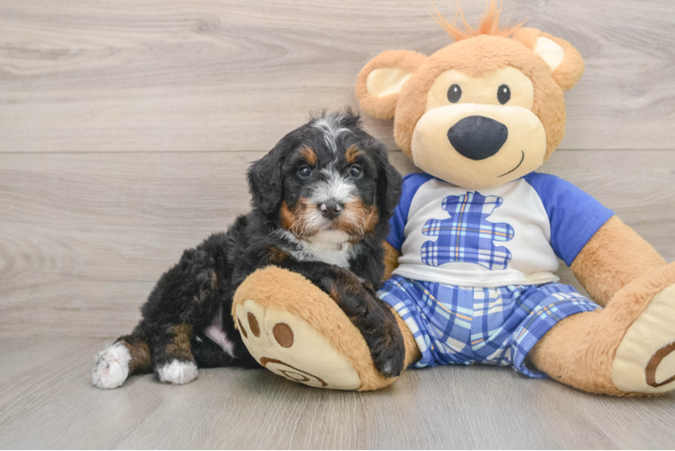 Mini Bernedoodle Pup Being Cute
