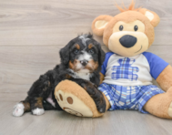 7 week old Mini Bernedoodle Puppy For Sale - Simply Southern Pups