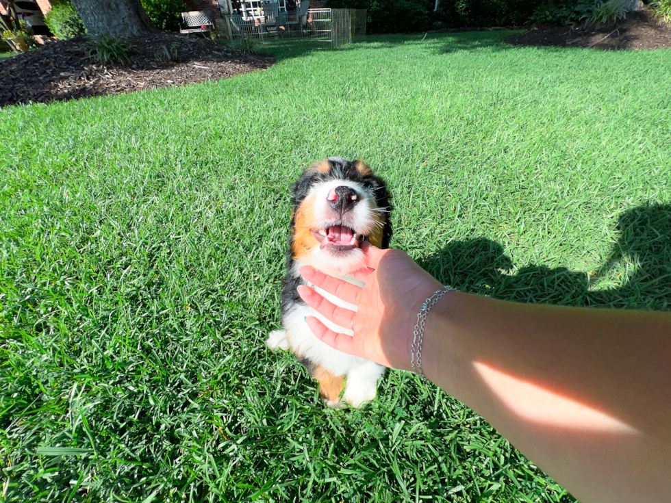 Cute Mini Bernedoodle Baby