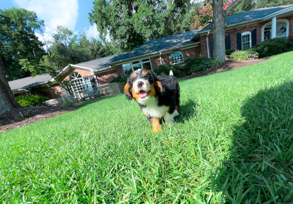 Mini Bernedoodle Puppy for Adoption