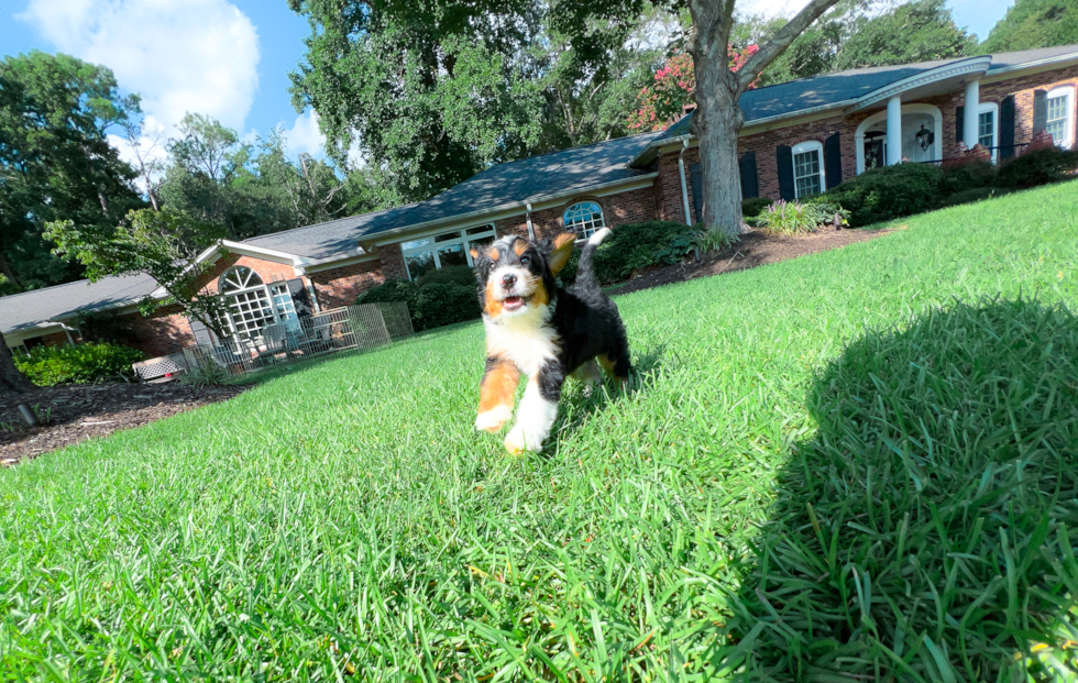 Mini Bernedoodle Pup Being Cute