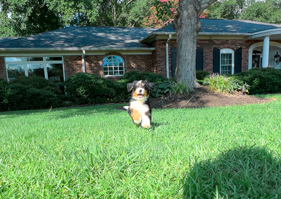 Mini Bernedoodle Puppy for Adoption