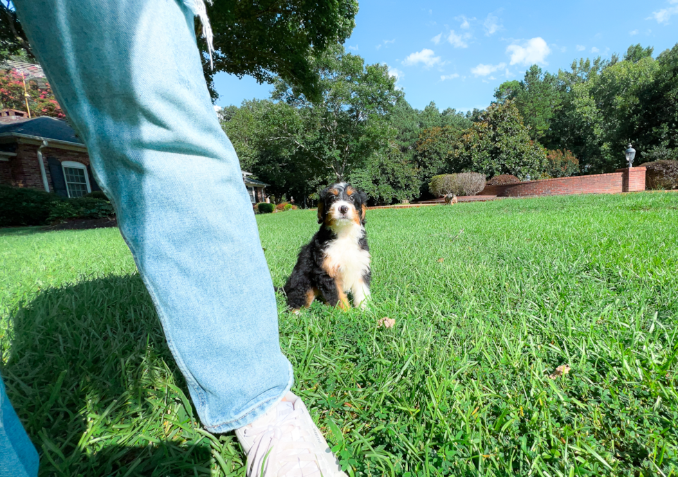 Cute Mini Bernedoodle Baby