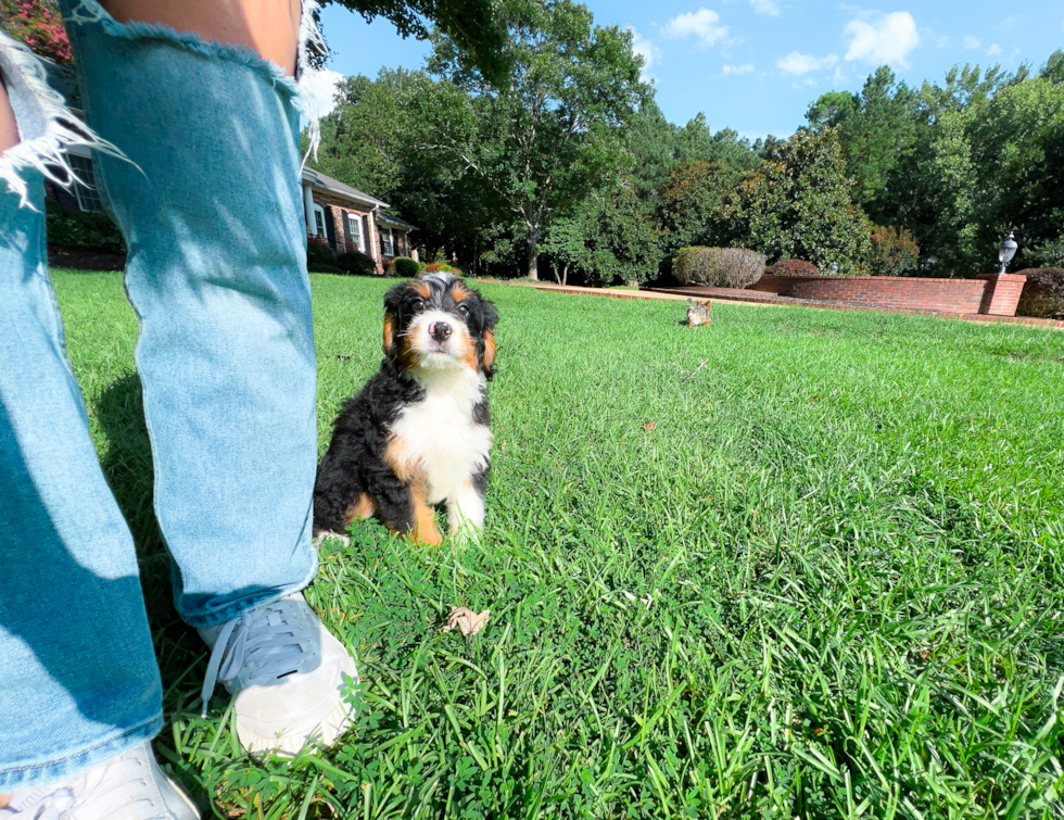 Mini Bernedoodle Puppy for Adoption