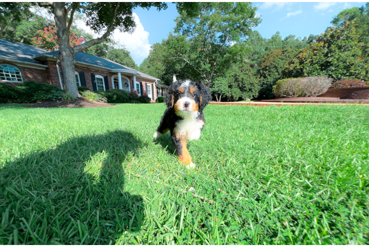 Cute Mini Bernedoodle Poodle Mix Pup