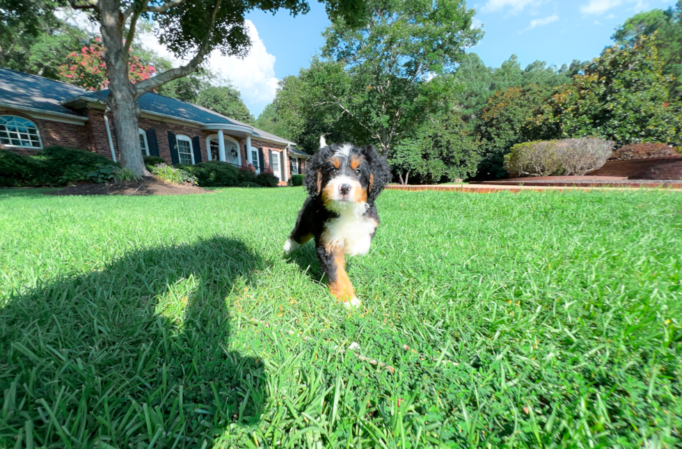 Cute Mini Bernedoodle Poodle Mix Pup