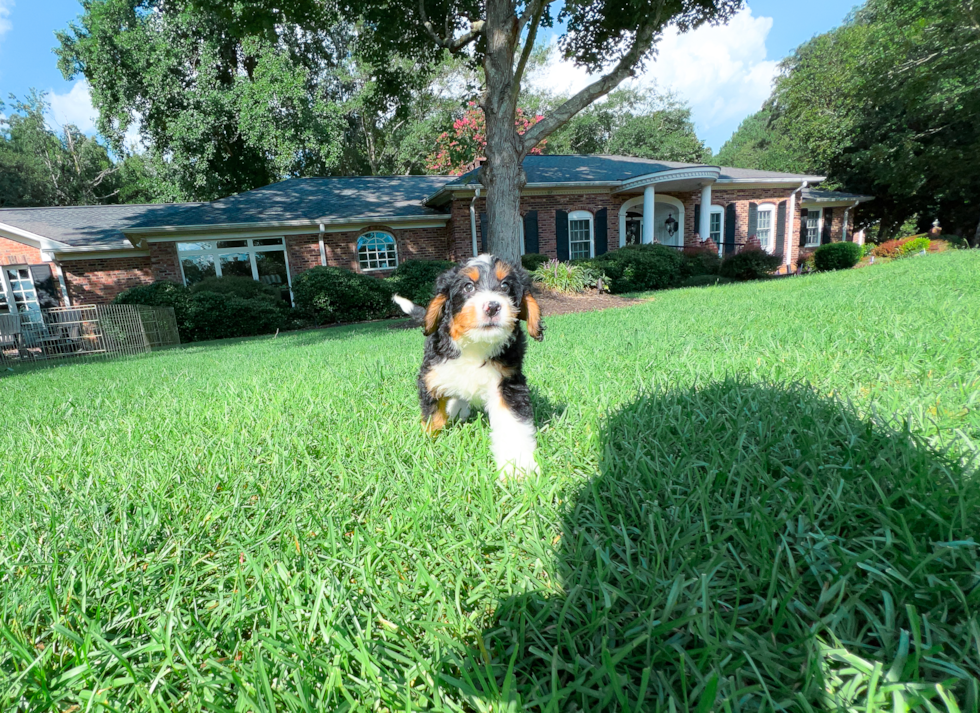 Cute Mini Bernepoo Poodle Mix Puppy