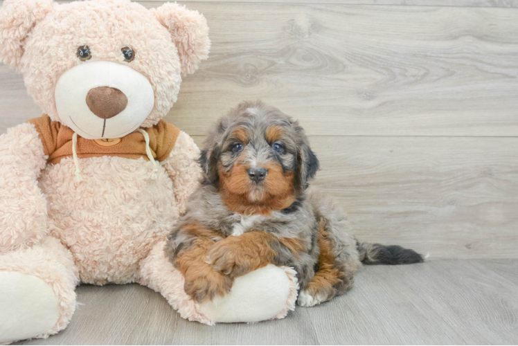 Mini Bernedoodle Pup Being Cute