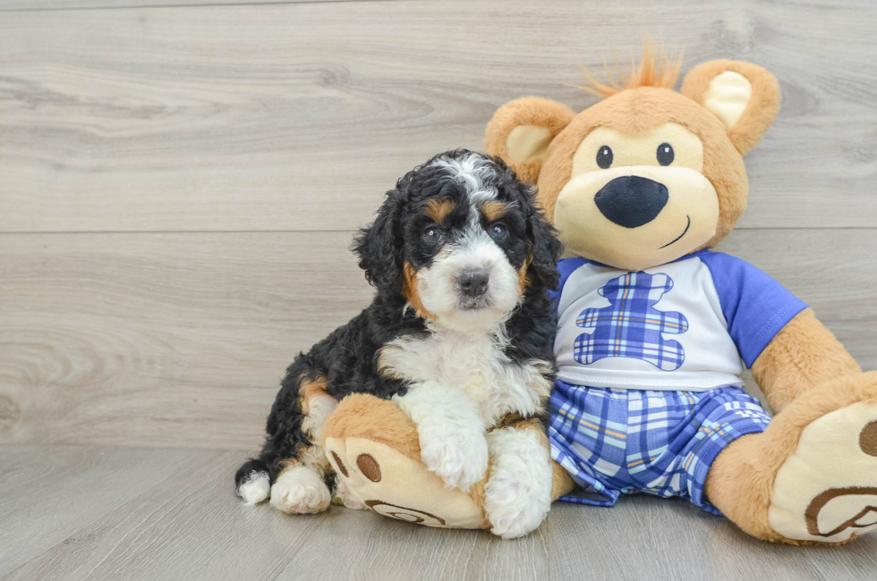 5 week old Mini Bernedoodle Puppy For Sale - Simply Southern Pups