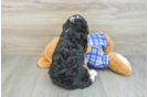 Funny Mini Bernedoodle Poodle Mix Pup