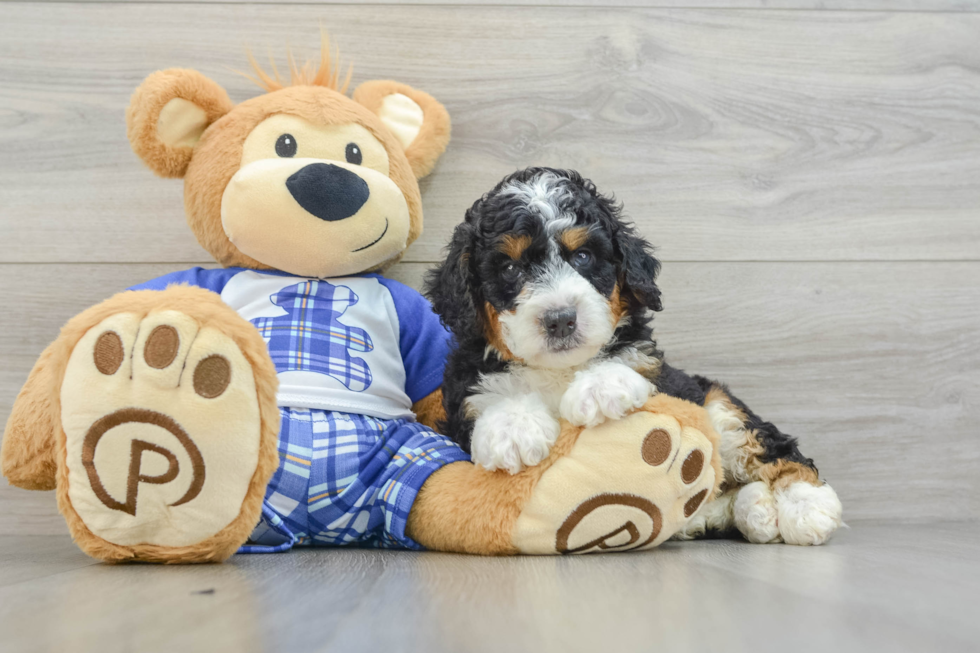 Best Mini Bernedoodle Baby