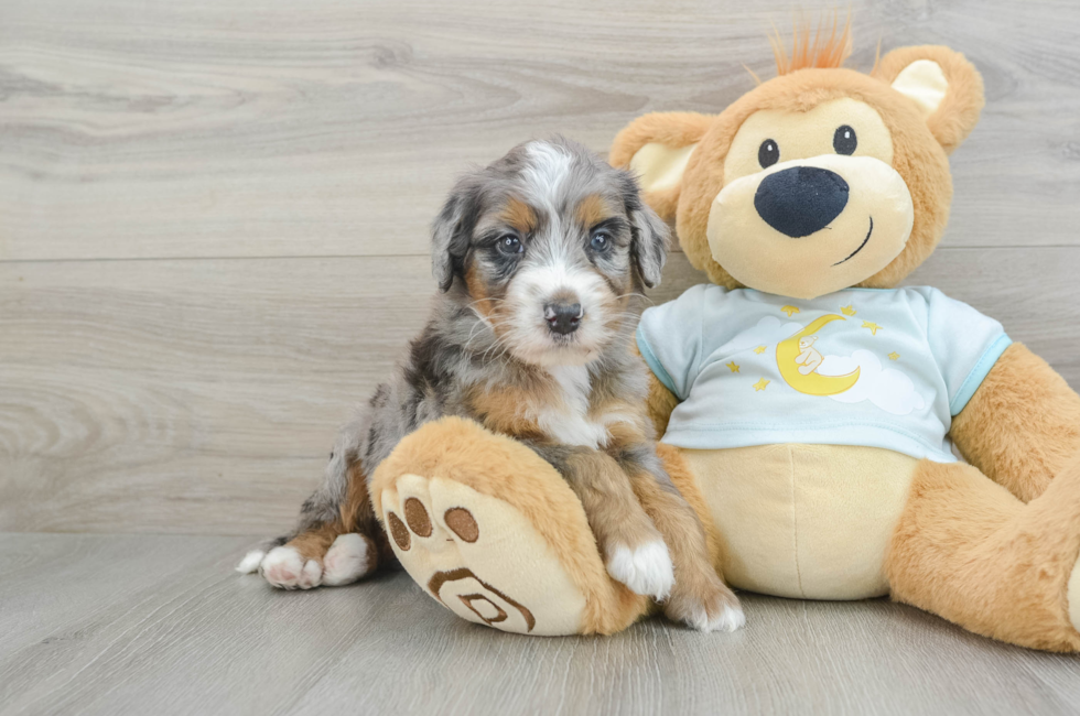 5 week old Mini Bernedoodle Puppy For Sale - Simply Southern Pups